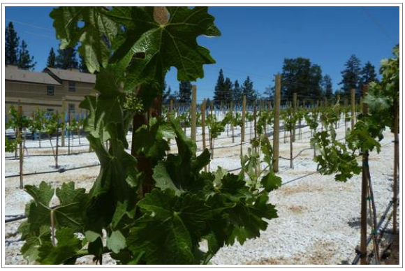 cabins-in-big-bear-and-winery.001.jpg